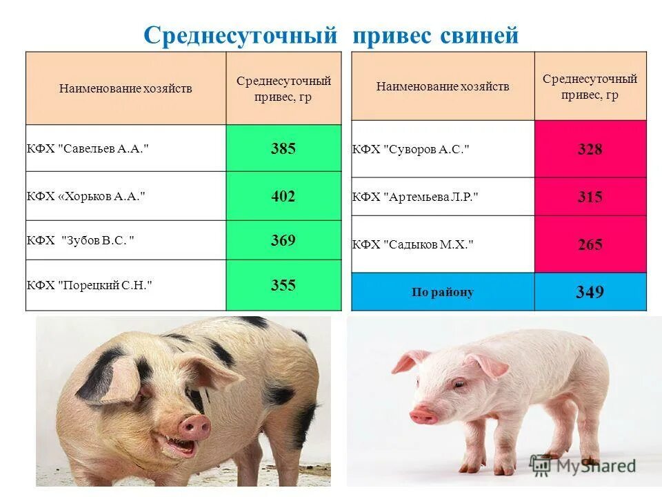 таблица веса поросят. сколько живут поросята. продолжительность жизни животных свинья. средняя продолжительность жизни свиней. ландрас порода свиней поросята.