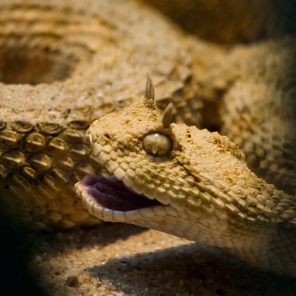 Пустынная гадюка земляная змея. Рогатая гадюка. Horned Desert Viper. Рогатые змеи. Бежевая рогатая змея.