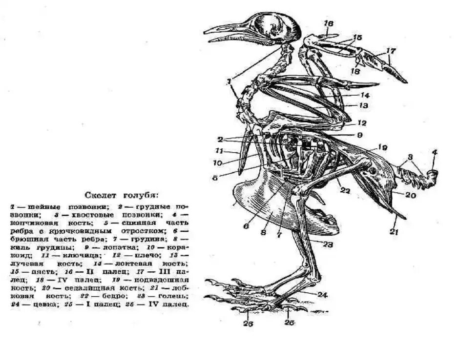 Строение скелета сизого голубя. Строение скелета птицы голубя. Скелет сизого голубя биология 7. Строение скелета голубя биология 7 класс.