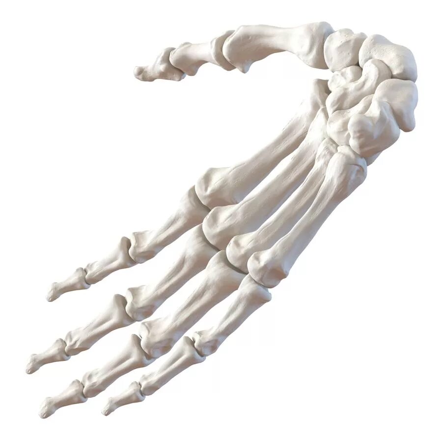 Bone 3d