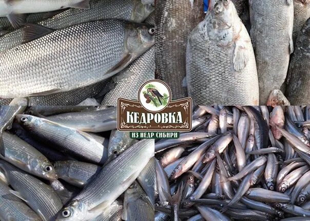 Ряпушка пелядь омуль. Омуль сиг муксун. Сиг пелядь. Пелядь и омуль. Сиг пелядь омуль.