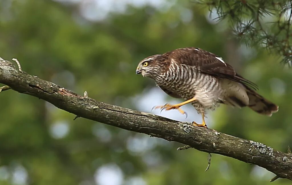 Ястреб - тетеревятник (Accipiter gentilis). Когти ястреба перепелятника. Ястреб-тетеревятник фото. Воробей — ястреб-тетеревятник. Отношения между березой и ястребом перепелятником