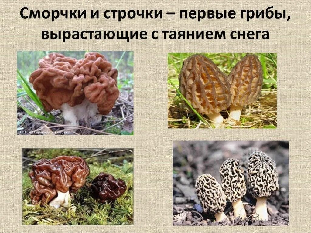 Сморчок съедобные грибы. Несъедобные грибы сморчки строчки. Сморчки грибы строчки грибы. Сморчки morchella. Сумчатые грибы сморчки.