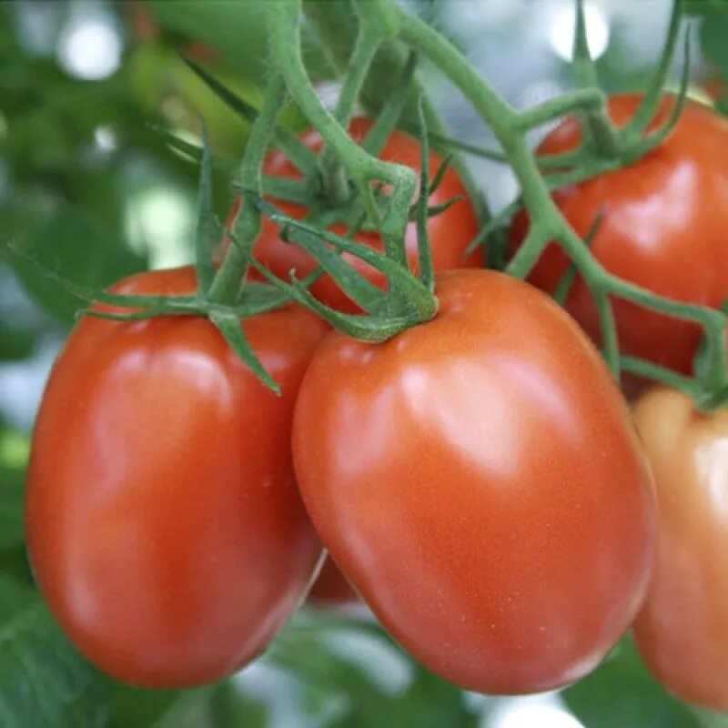 Томат агрессор,джуна(джейн). Помидор агрессор f1. Томат соня. Семена гавриш удачные семена томат банан оранжевый 0,1 г. Томаты рост.