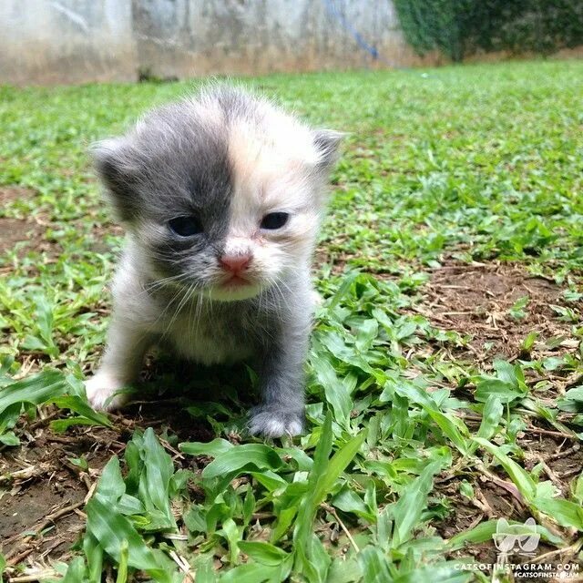 Невдупленыш. Котёнок невдуплёныш. невдупленыш оригинал. невдупленыш улыбается. невдупленыш картинка.