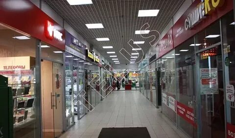 Красная сосна 2а