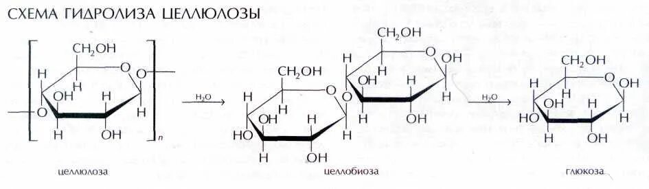 Целлюлоза вода глюкоза. Схема ступенчатого гидролиза целлюлозы. Схема гидролиза клетчатки. Гидролиз клетчатки Целлюлоза. Схема полного гидролиза целлюлозы.