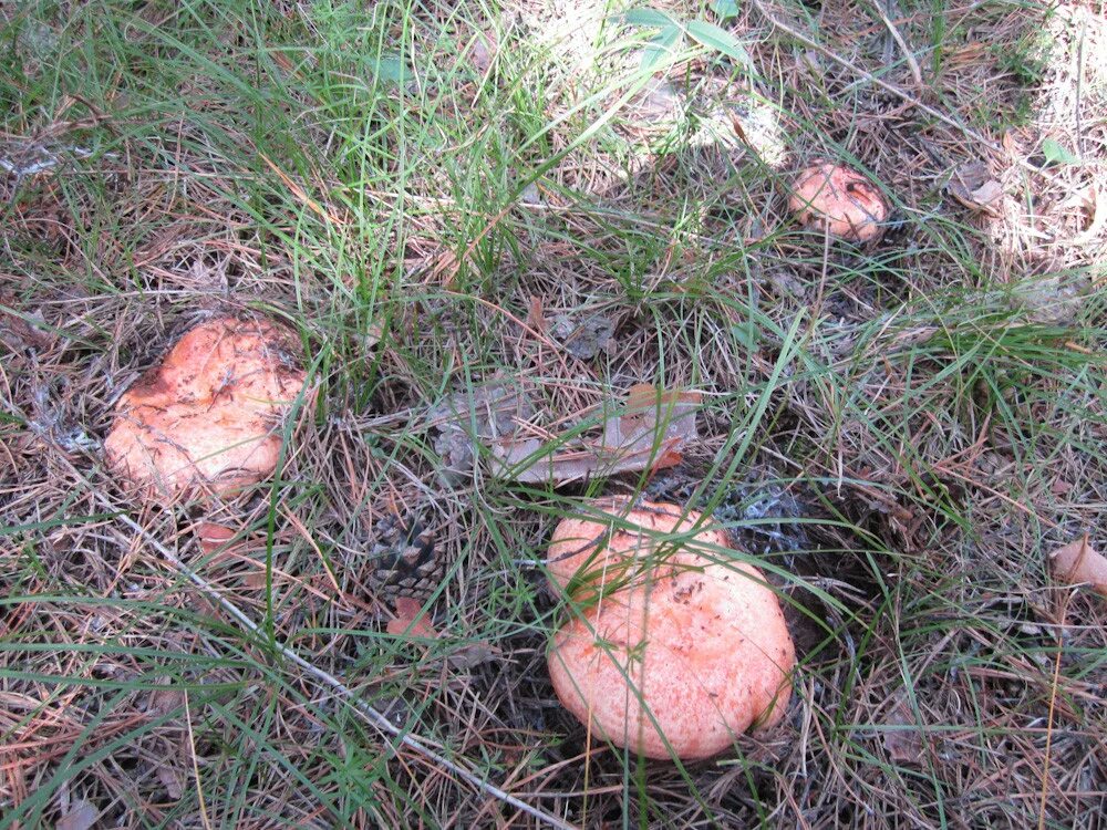 В каких местах растут рыжики. Рыжики грибы. песочники грибы. гриб песочник в саратовской.