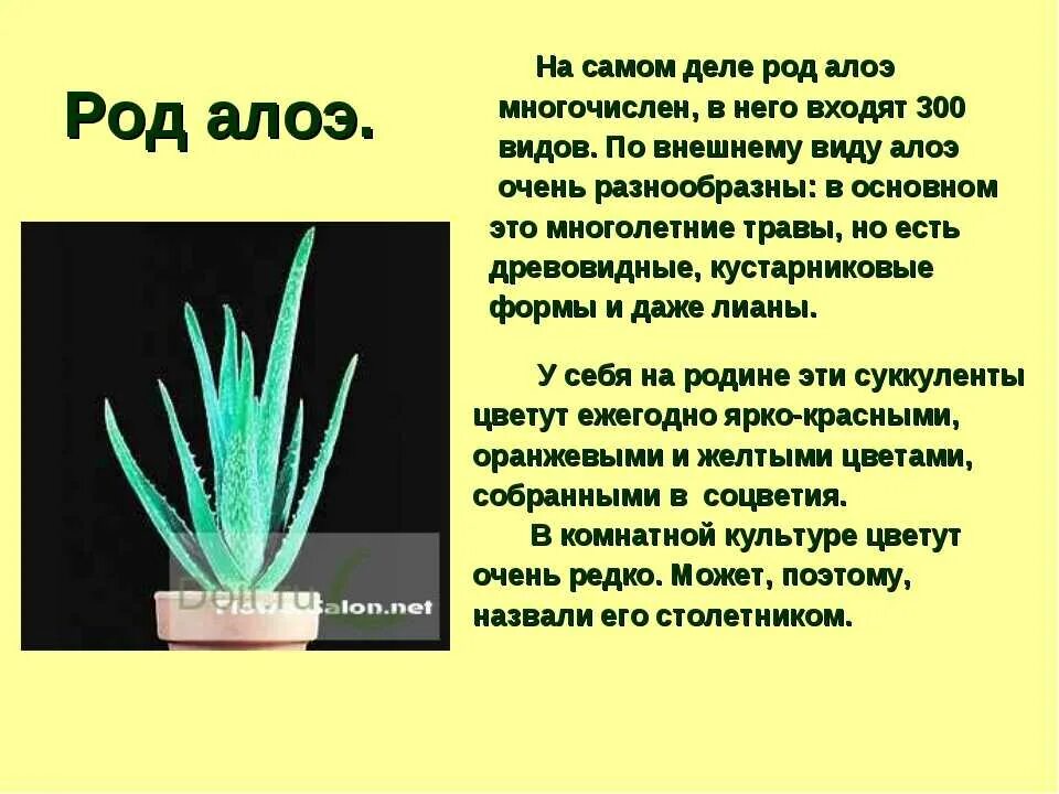Алоэ слово. Алоэ комнатное растение описание. доклад о растении алоэ. сообщение о комнатном растении алое.