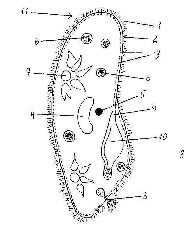 Инфузория туфелька структура. Инфузория туфелька строение. Схема строения инфузории туфельки. Схема инфузории туфельки. Инфузория туфелька схема строения.