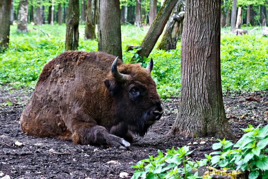 Какие звери встречаются в природе