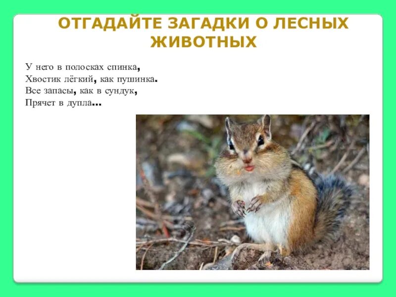 Угадайте загадки животных. Загадки лесные животные. загадки про животных леса. загадки о животных. загадки про животных лнсе.