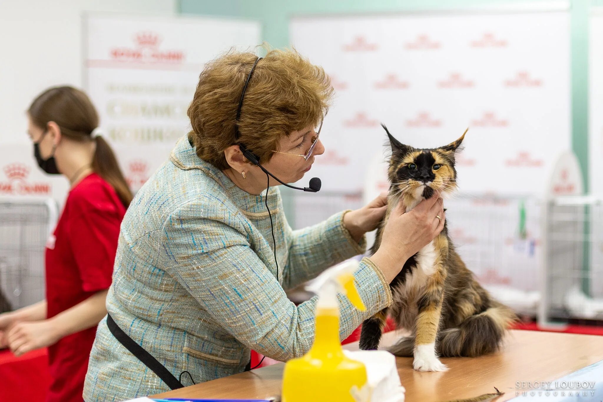 Всемирная выставка кошек. Выставка кошек 2021. Выставка кошек в Екатеринбурге в 2022. Выставка кошек ВДНХ.
