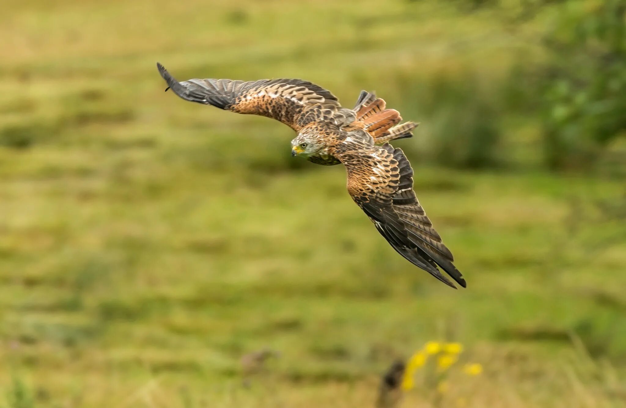 Хищные птицы поля. Хищные птицы поля. Ястреб тетеревятник сапсан. Филин и ястреб. Ястреб перепелятник летит.