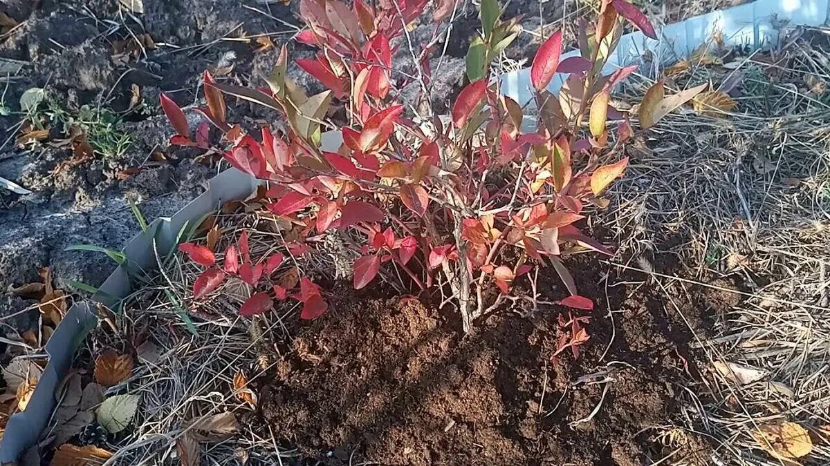 голубика садовая укрытие. голубика садовая куст осенью. укрывают ли голубику на зиму. укрытие лутрасилом. укрытие голубики.