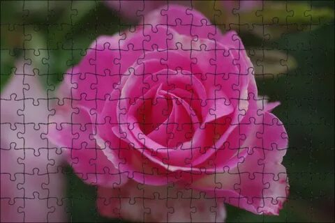 Rose likes