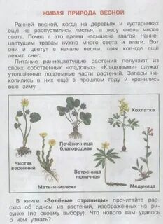 Узнай растения по их частям окружающий