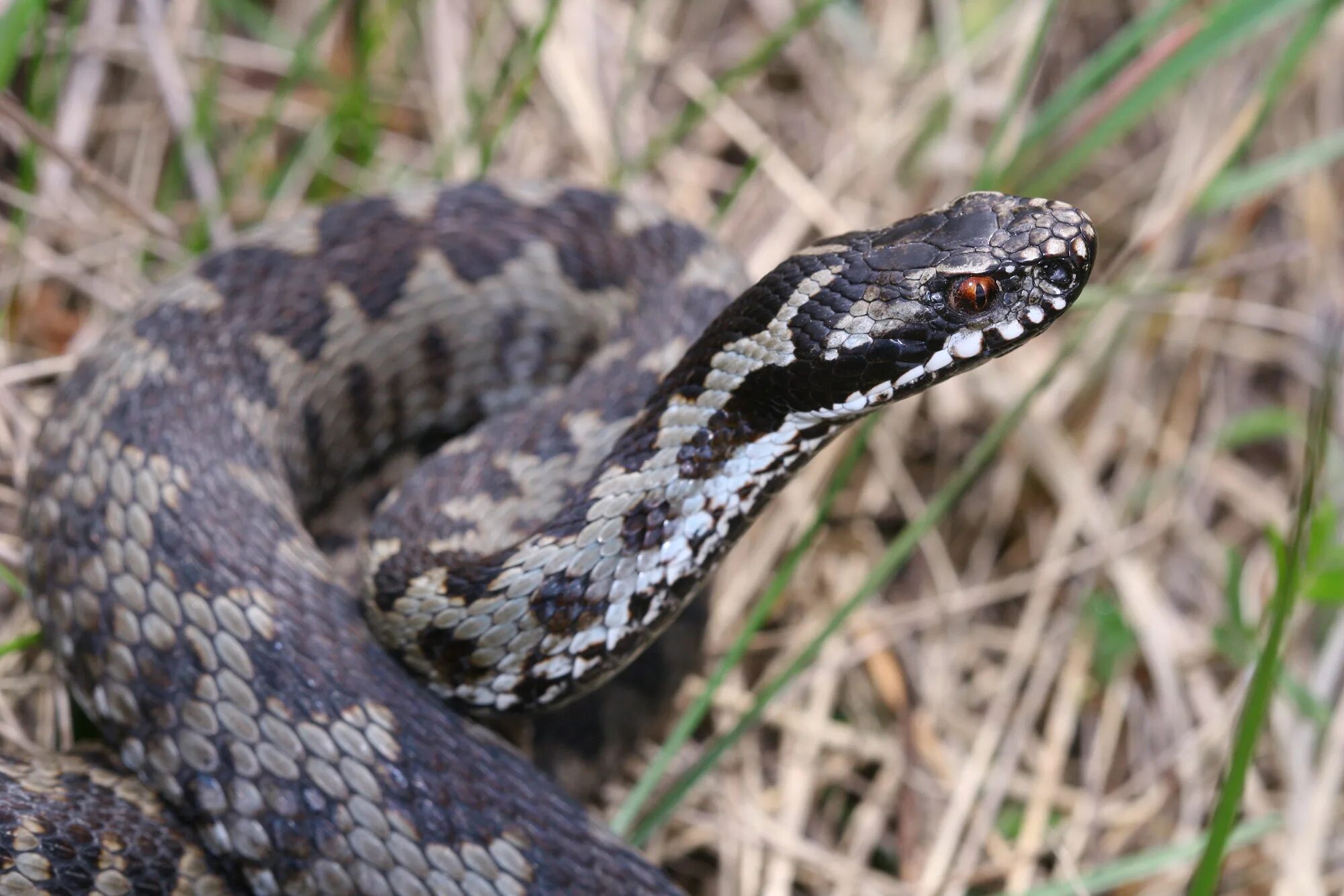 Vipera оборудование 2.0. Обыкновенная гадюка Vipera (Pelias) berus. Узорчатый полоз Vipera. Обыкновенная гадюка (Vipera berus l.). Змеи Кемеровской области.