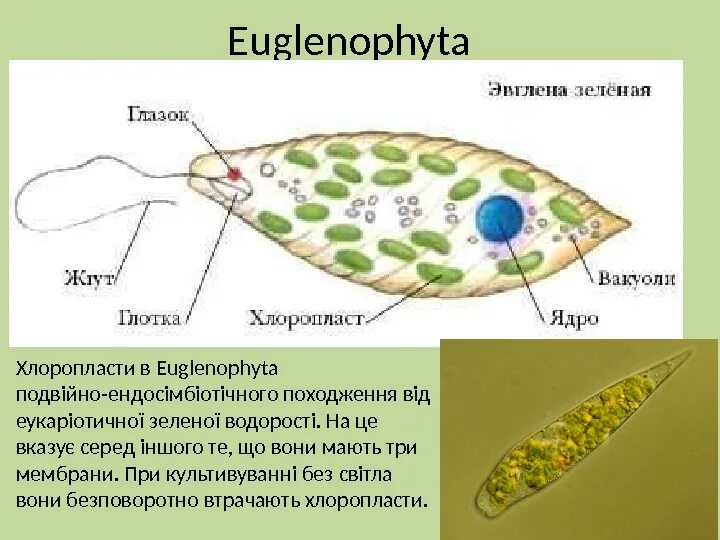 Хлоропласты жгутики. Эвгленовые (Euglena, trachelomonas),. Строение эвглены зеленой 7 класс биология. Эвглена под микроскопом строение. Сократительная вакуоль эвглены зеленой.