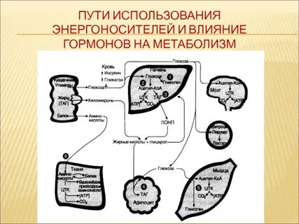 Влияние гормонов на уровень