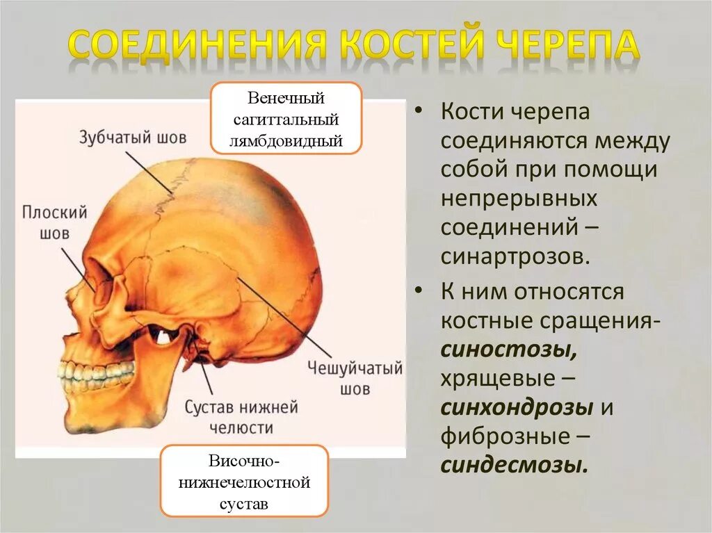 Кости мозгового и лицевого отдела черепа их соединение. Скелет головы мозговой отдел кости. Соединение костей лицевого отдела черепа. Кости лицевого отдела черепа соединяются швами.