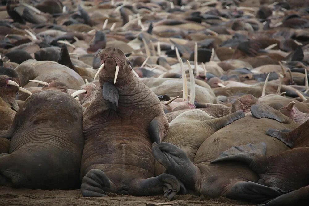 Шпицберген лежбище моржей. Моржовые лежбища острова врангеля. Шпицберген лежбище моржей. Лежбище моржей. Арктический поселок лежбище моржей.