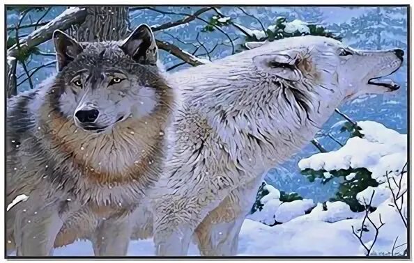 Wolf rule. Wolf rule