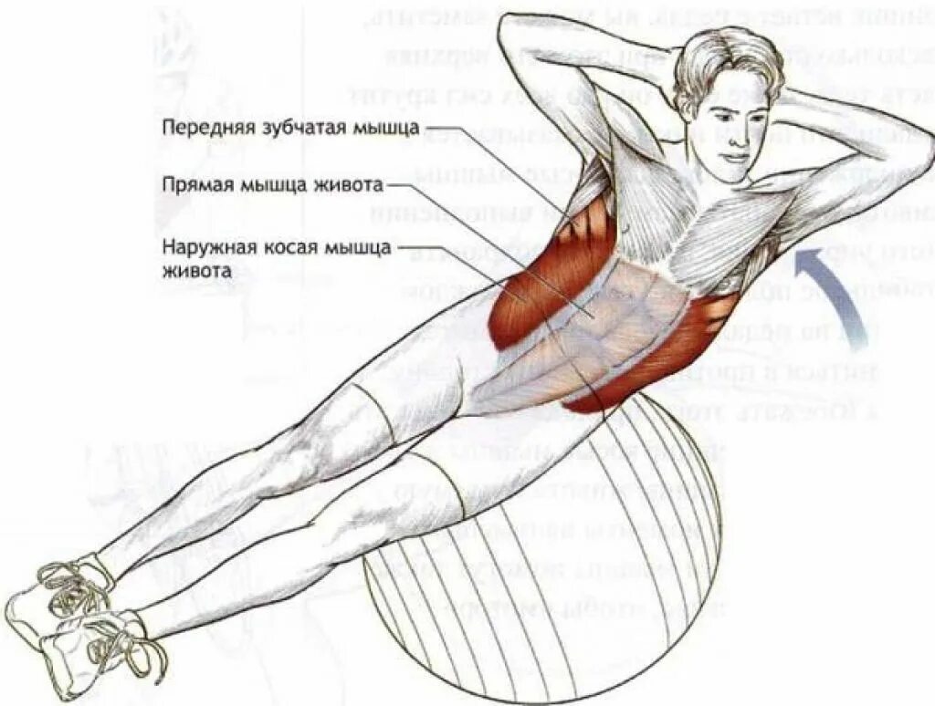 Поперечная мышца живота как накачать. Упражнения для боковых и косых мышц туловища. Наружная косая мышца живота упражнения. Упражнения на косые мышцы живота. Упражнения для внешних косых мышц живота.