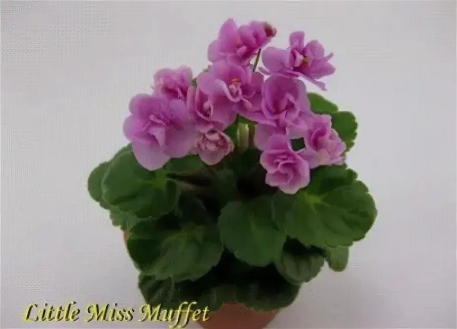 Фиалка little. Фиалка мини little miss muffet. Фиалка little pink clouds. Little miss muffet фиалка. Фиалка little inca.