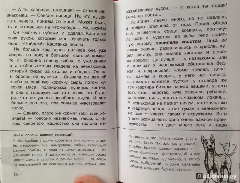 Каштанка съела. Каштанка съела много но не наелась. Текст каштанка съела много. Диктант каштанка съела много.