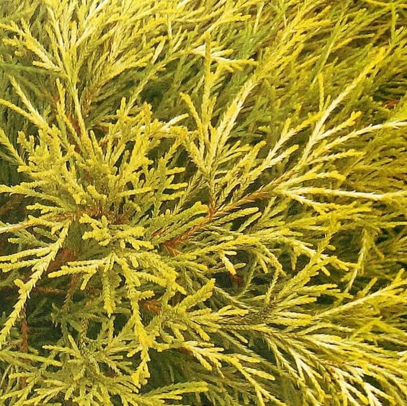 Platycladus orientalis aurea nana variegata
