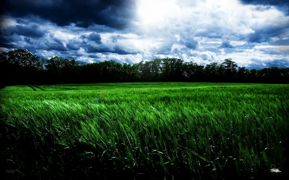 Большое зеленое г. Зеленое поле. Трава поле. Зеленая трава. Поле с высокой травой.