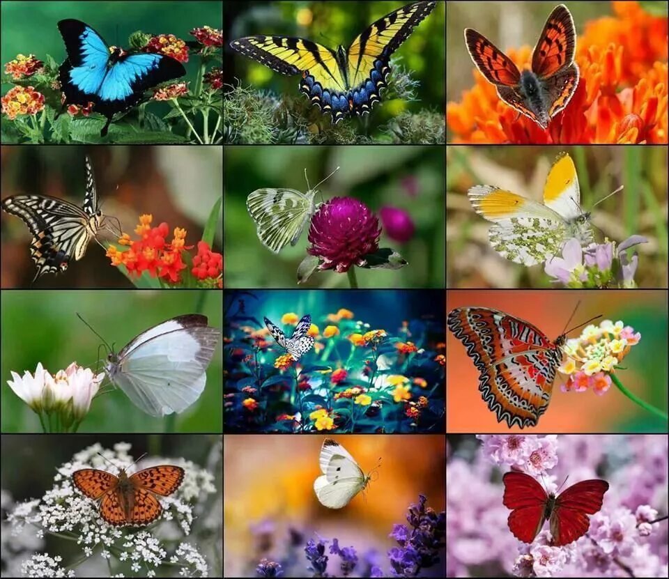Разнообразие бабочек. Много бабочек. Много красивых бабочек. Расцветки бабочек.