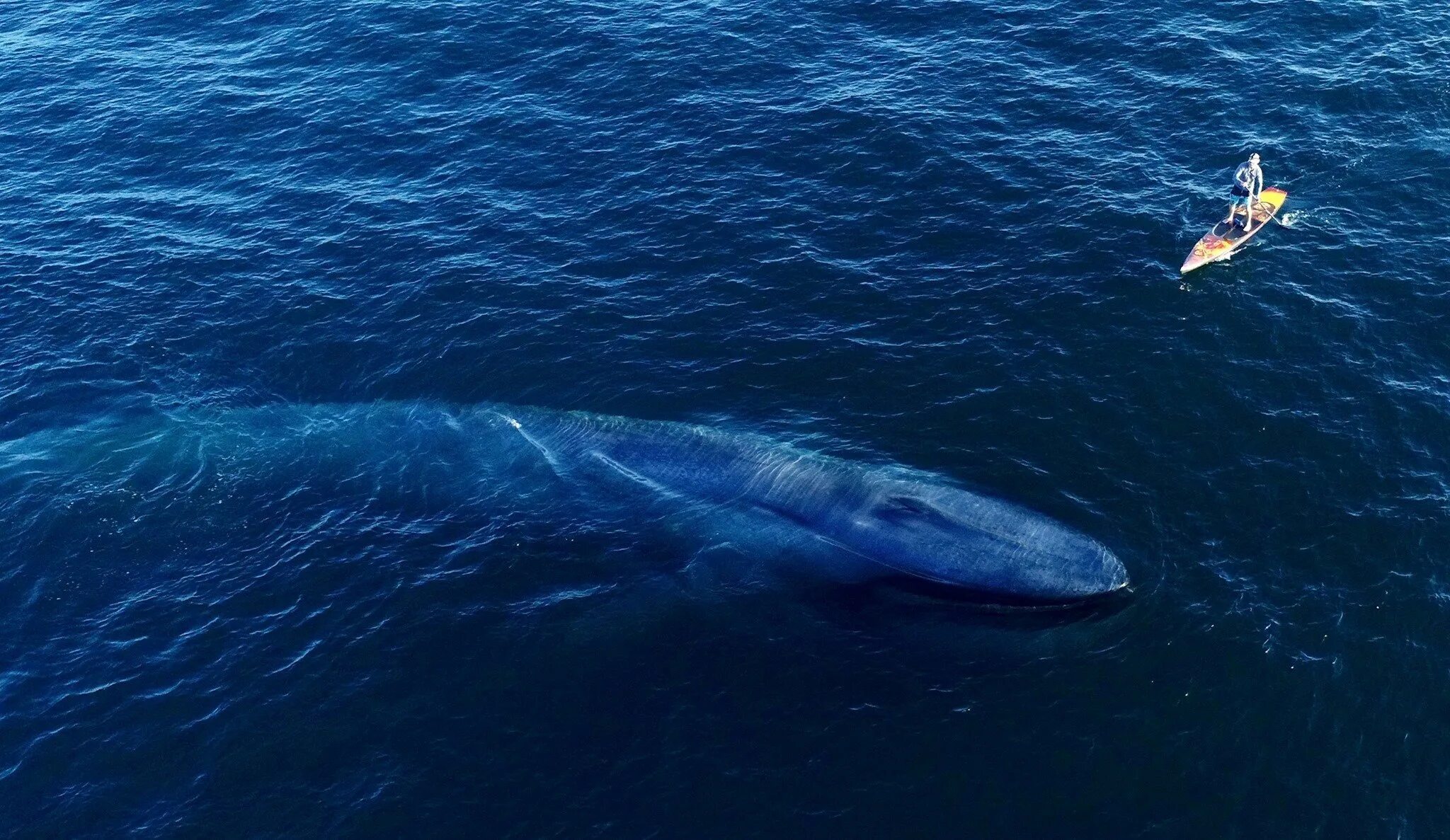 Киты атлантического океана. Голубой кит Balaenoptera musculus. Синий кит (голубой кит). Синий кит блювал. Синий кит ≈ 150 тонн.