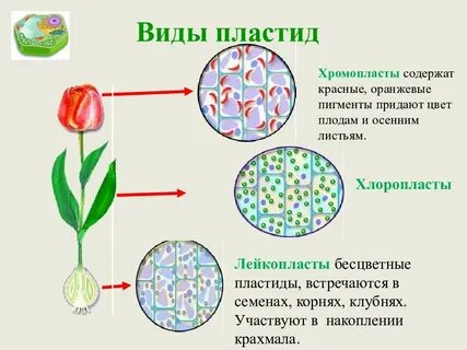 Содержит пигменты