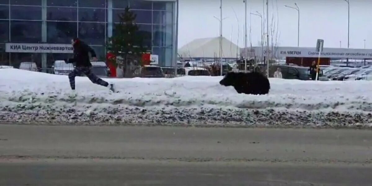 Скорость человека при беге от медведя. Нижневартовск медведь в городе. Медведь в Нижневартовске загрыз людей. Медведь напал на человека в Нижневартовске. Медведь в городе Нижневартовск видео.