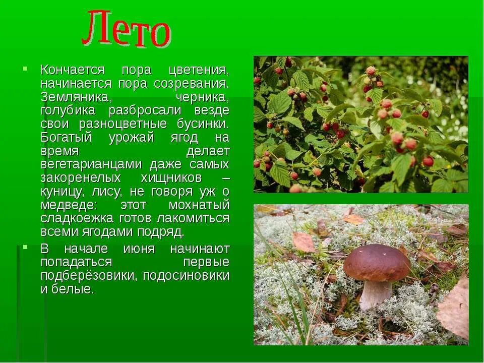 Какие изменения происходят в природе летом. Сезонные изменения в живой природе летом. сезонные изменения в лесу летом. сезонные изменения в природе лето. сезонные изменения растений летом.