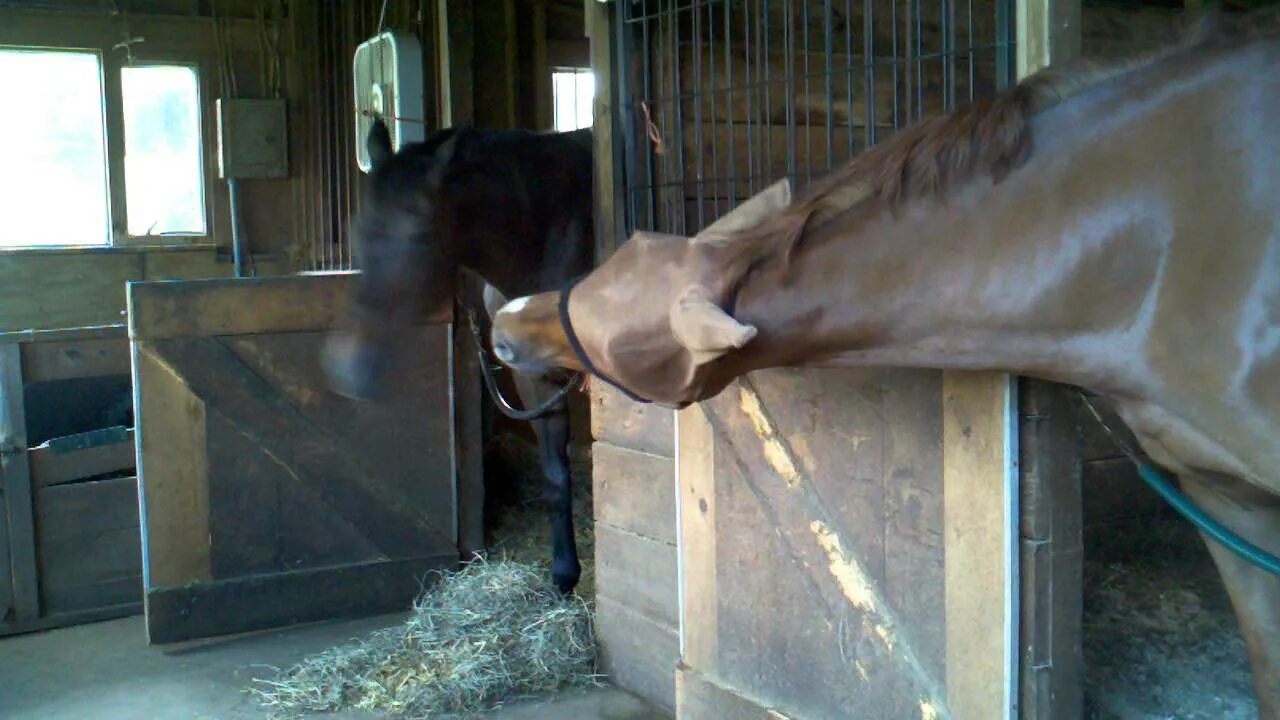 Лошадь ест кукурузу. Что едят лошади. Конь ест землю. Лошадь. Конь ест землю.