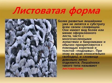 Субстрат лишайника