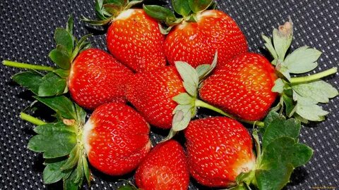 Клубника сорт диамант отзывы