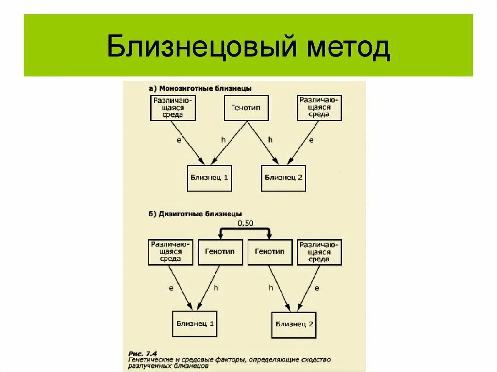 Близнецовый метод в генетике человека