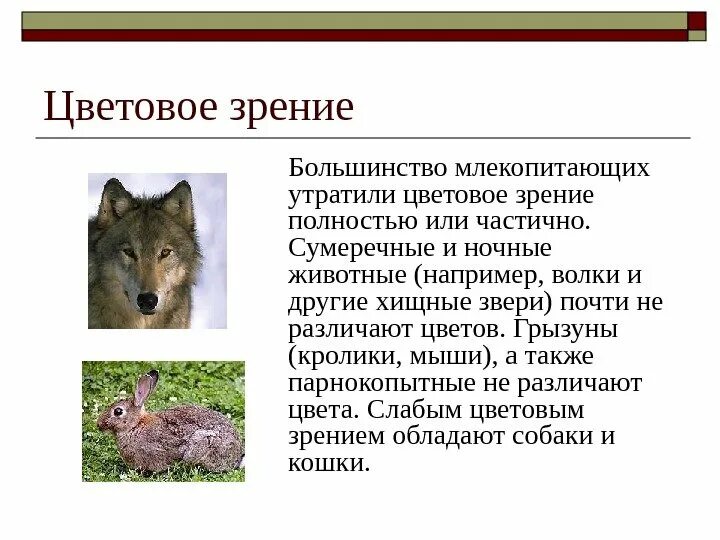 Какие глаза у млекопитающих. Органы зрения млекопитающих. волк органы чувств. какое зрение у млекопитающих.