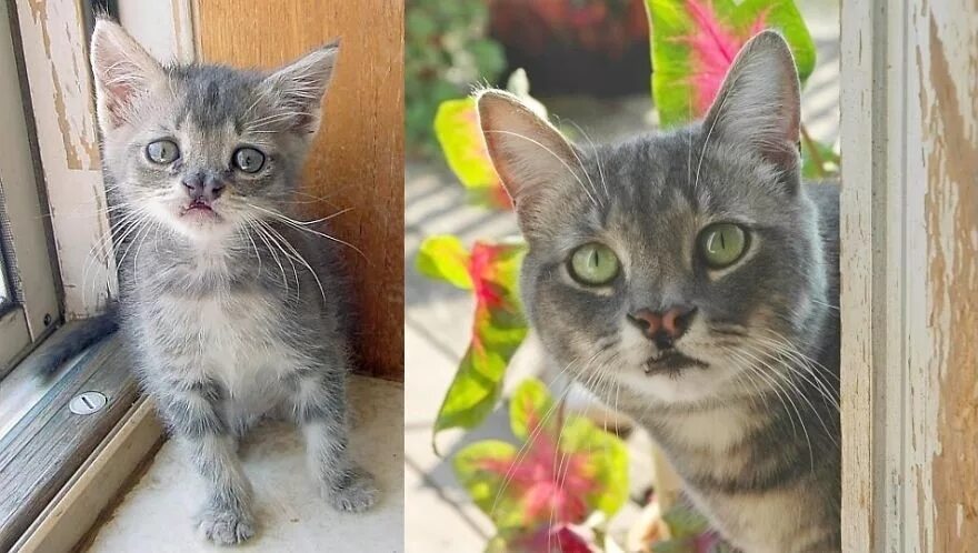 Подросший котенок. Котенок вырос. кот растет. серый котенок до и после. котенок до и после вырос.