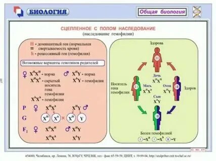 Два гена сцеплены с полом