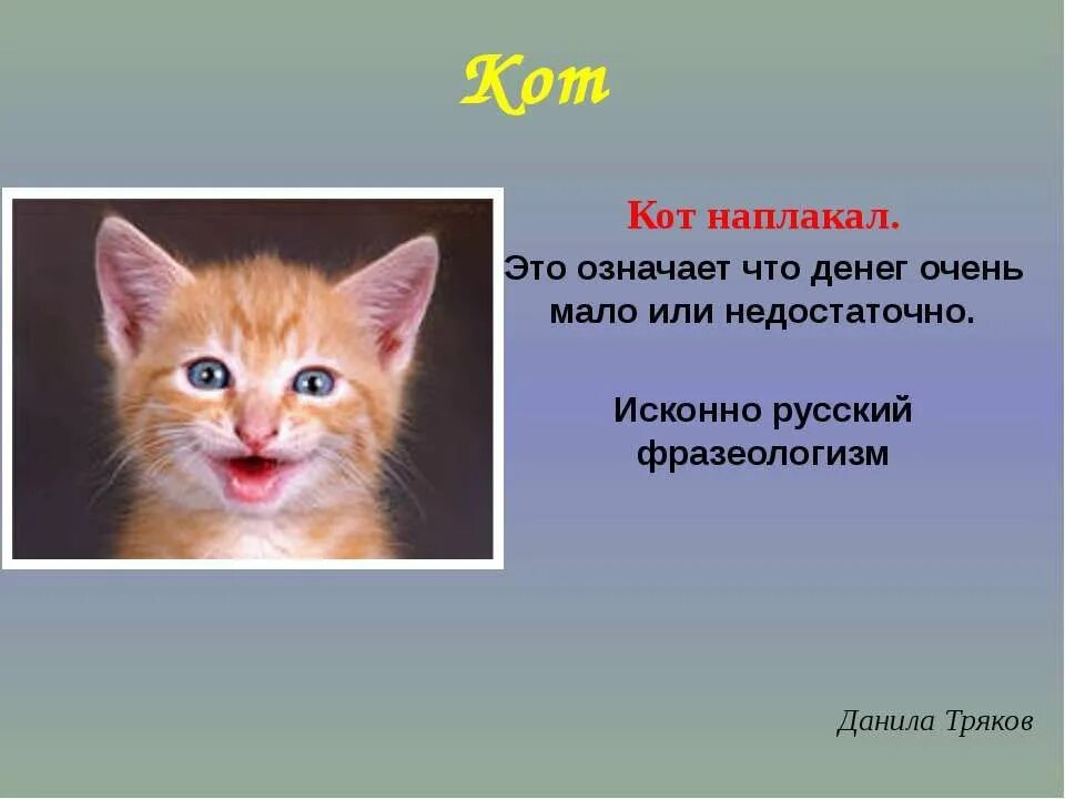 История слова кот. Кот наплакал фразеологизм. что означает фразеологизм кот наплакал. кот наплакал значение. денег кот наплакал.