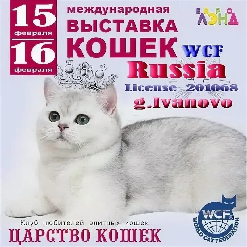 Королевство кошек текст. Королевство кошек песня. Новогодняя кошка. Королевство кошек. Песни королевство кошек.