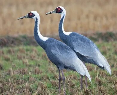 Даурский журавль Grus vipio