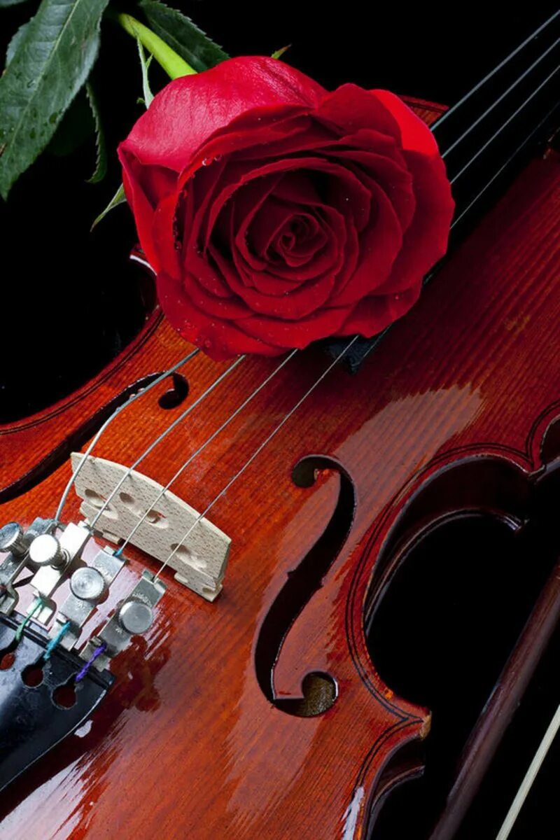 Музыка гитара и скрипка. Скрипка. Музыкальные инструменты и цветы.