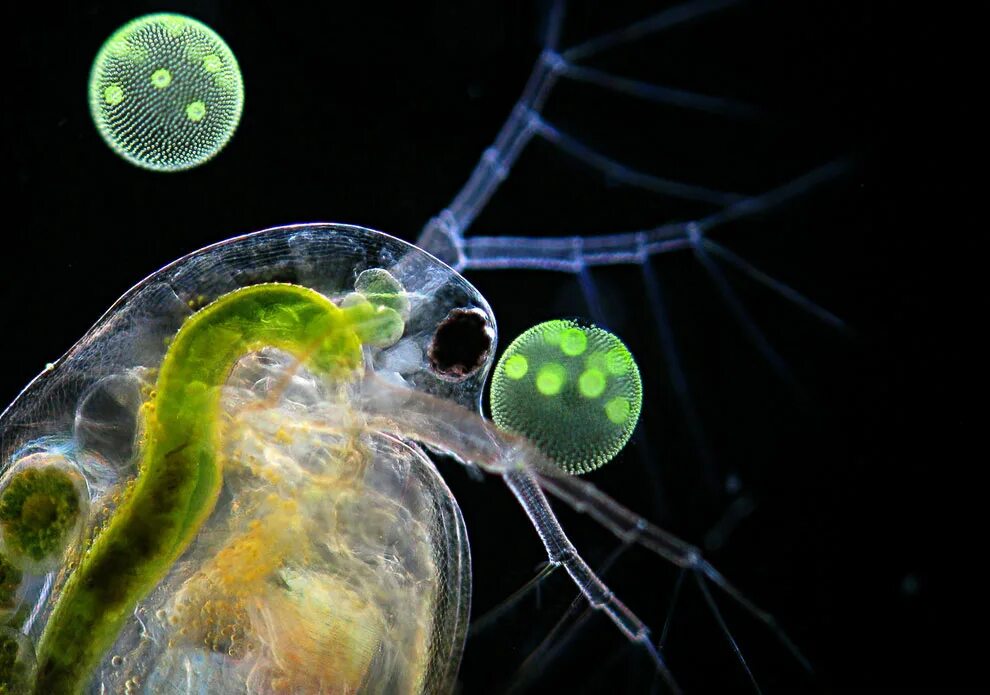 Живые организмы в аквариуме. Зоопланктон дафния. Дафния одноклеточное. Дафния фитопланктон. Дафния ракообразные.