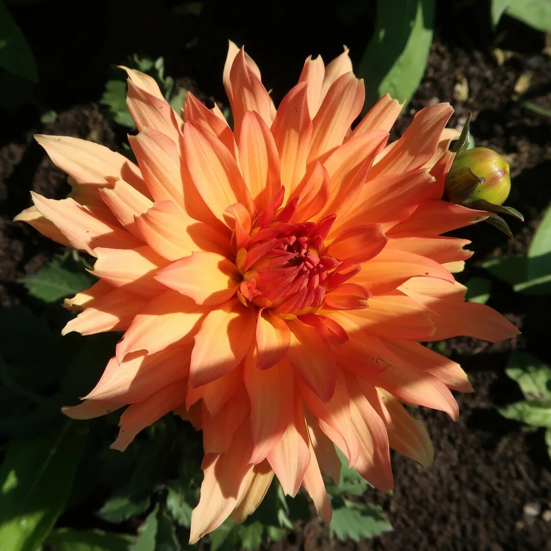 георгин кактусовый бордюрный оранж пигми. георгин бордюрный оранж пигми. георгин оранж пигми. георгин оранж пигми. георгин оранж наггет.